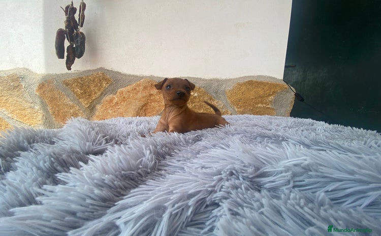 Pinscher Alemán perros - Propaganda 1