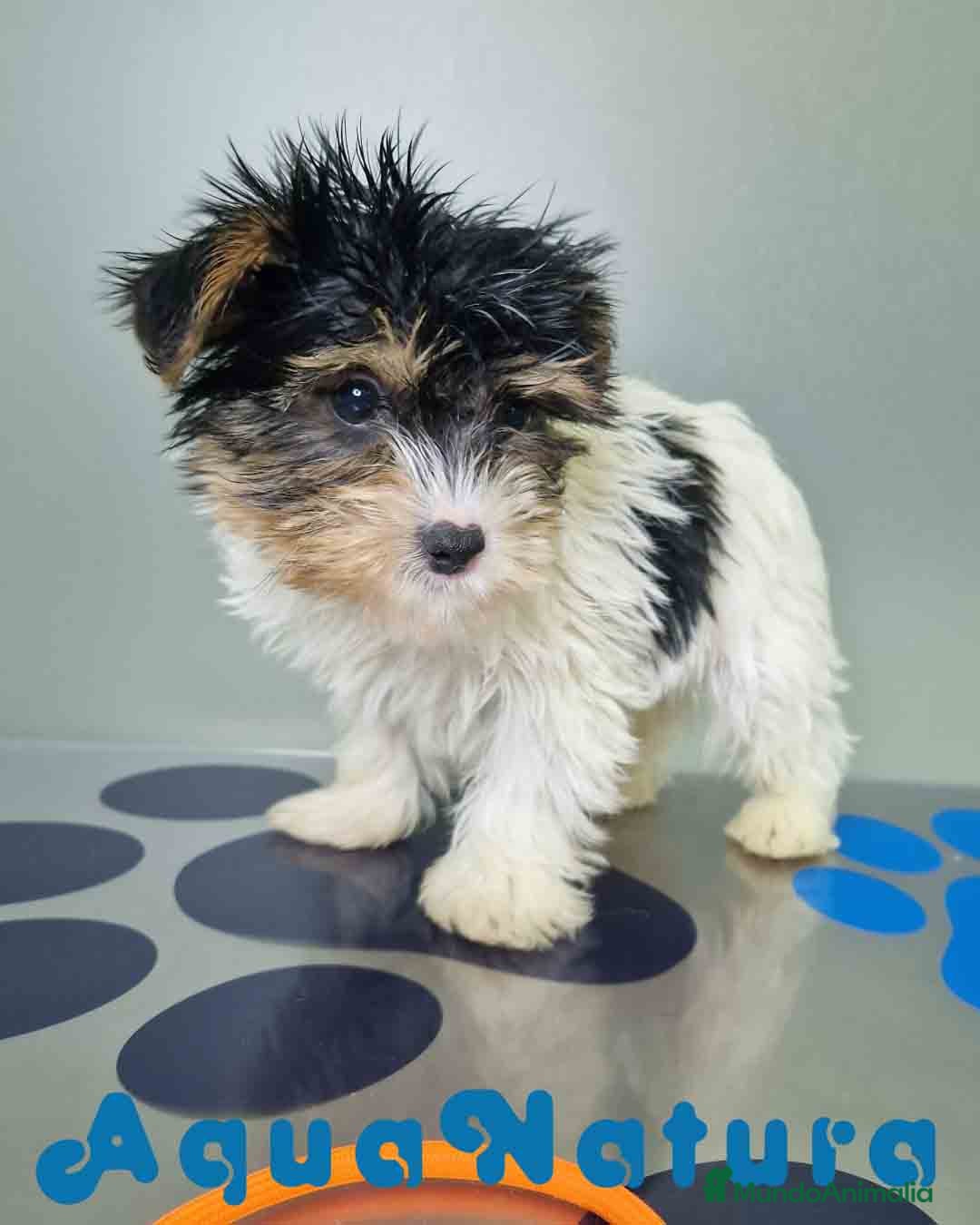 Biewer Yorkshire Terrier a la Pom Pon perros Yorkshire Biewer Macho CJMM 1303 AQUANATURA - Anuncio 2