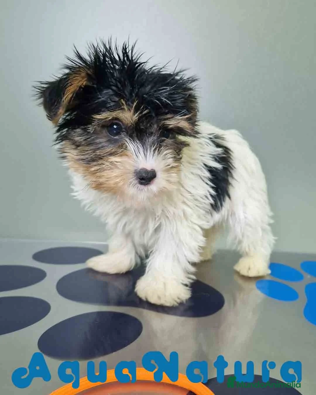 Biewer Yorkshire Terrier a la Pom Pon perros en venta: Yorkshire Biewer Macho CJMM 1303 AQUANATURA - Anuncio 1