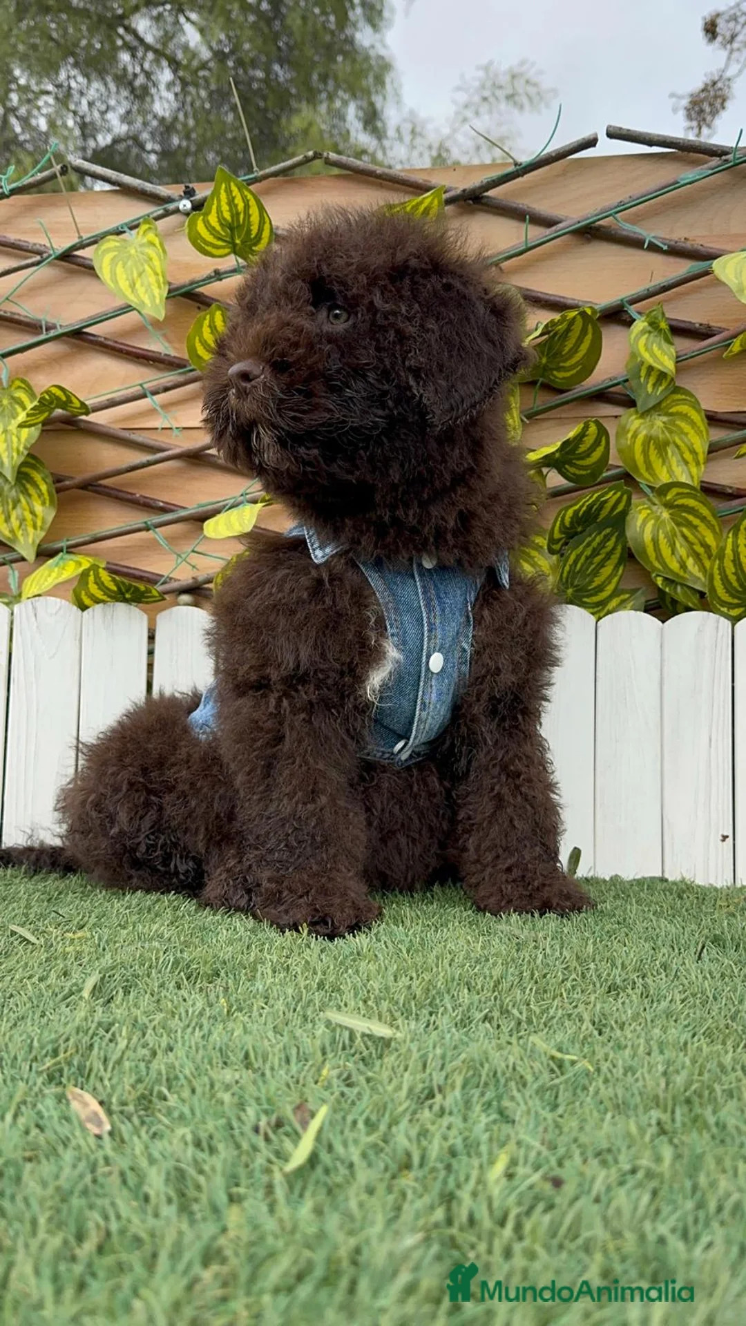 Perro de Agua Español perros en venta: PERRO DE AGUA ESPAÑOL - Anuncio 3