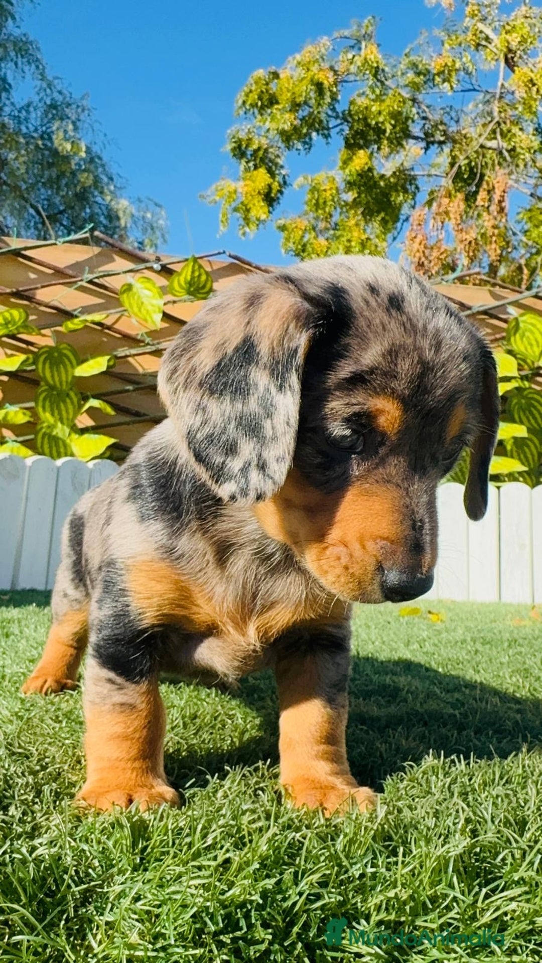 Teckel Miniatura perros en venta: TECKEL ARLEQUIN MINIATURA - Anuncio 16