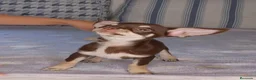 Chihuahua perros en venta: Chihuahua Chocolate 🍫  - Anuncio 1
