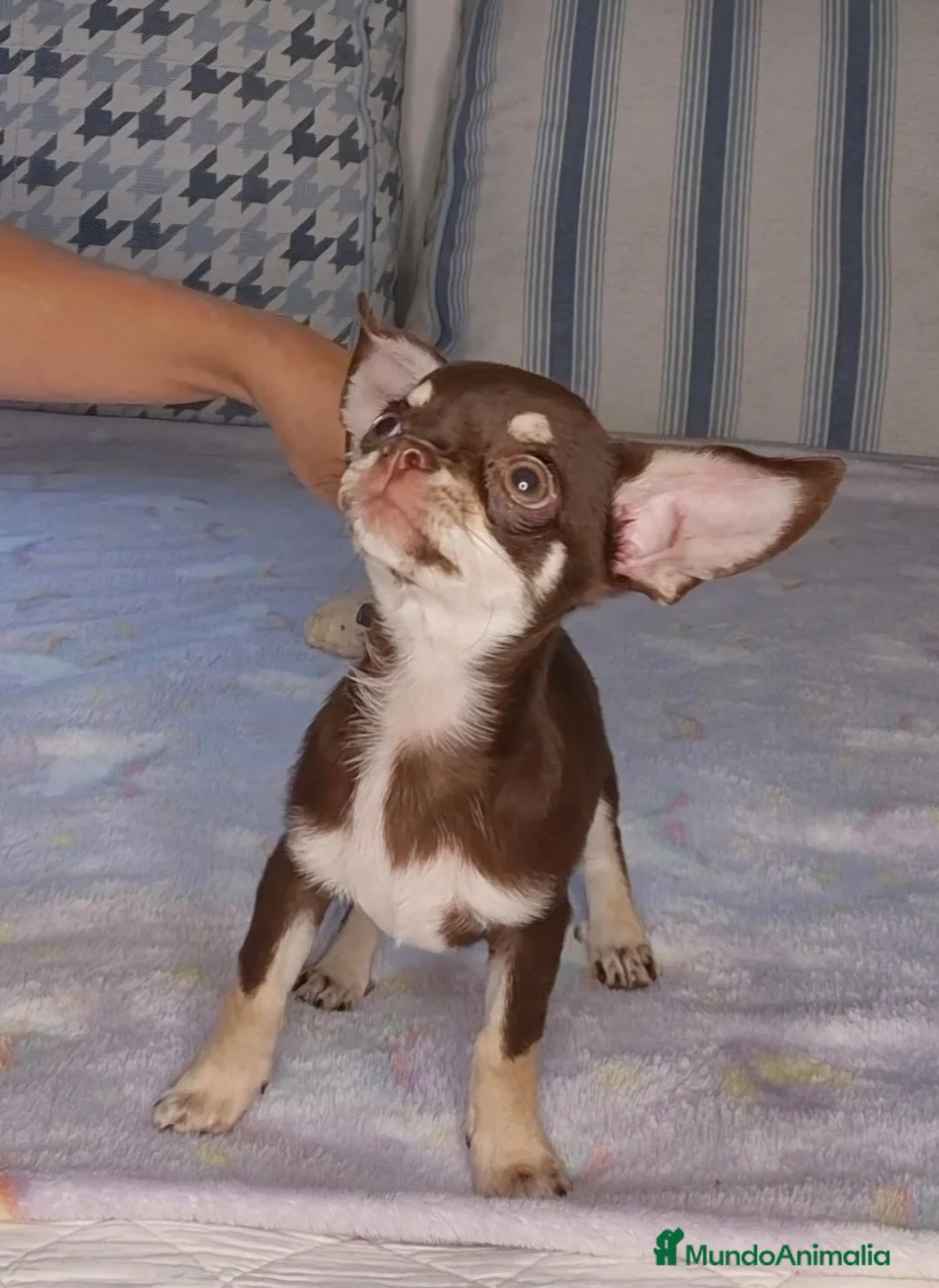 Chihuahua perros en venta: Chihuahua Chocolate 🍫  - Anuncio 1