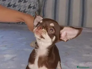 Chihuahua perros Chihuahua Chocolate 🍫 - Anuncio 2