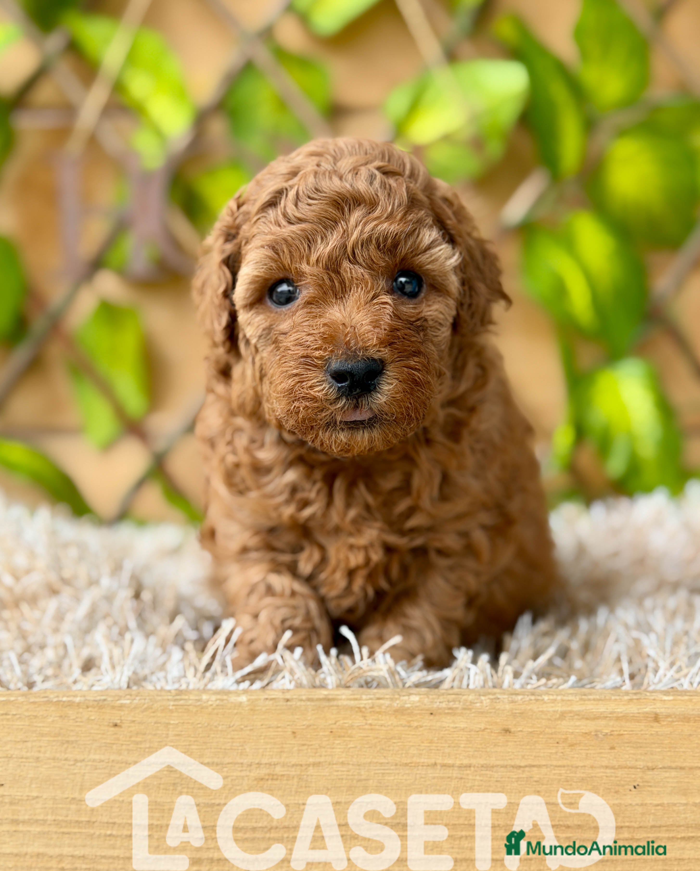 Caniche Toy perros Camada de Violet  - Anuncio 42