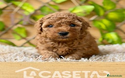 Caniche Toy perros en venta: Camada de Violet  - Imagen 1