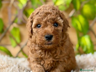 Caniche Toy perros - Anuncio 5