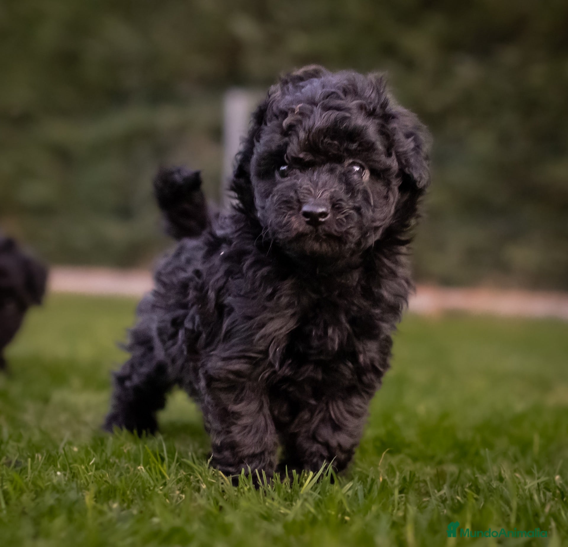 Caniche Toy perros Caniches Toy color negro  - Anuncio 2