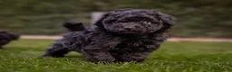 Caniche Toy perros en venta: Caniches Toy color negro  - Anuncio 2