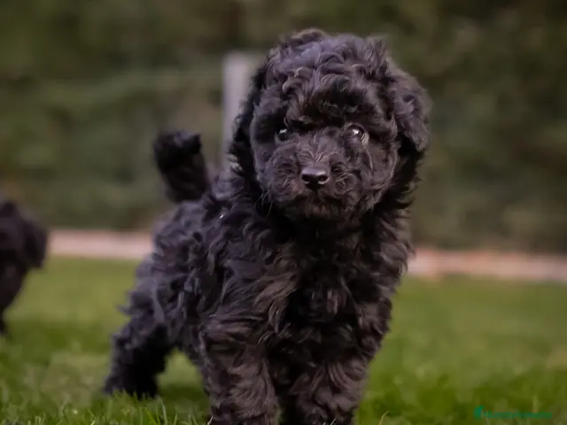 Caniche Toy perros en venta: Caniches Toy color negro - Anuncio 2
