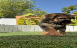 Pastor Alemán perros en venta: PASTOR ALEMAN - Imagen 12