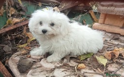 Raza Mixta perros en venta: Pomerania con Bichón  - Imagen 1