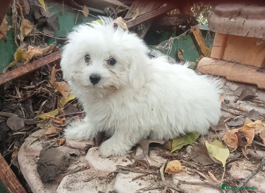 Raza Mixta perros en venta: Pomerania con Bichón  - Imagen 1