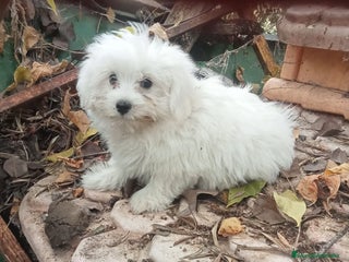 Raza Mixta perros - Anuncio 1