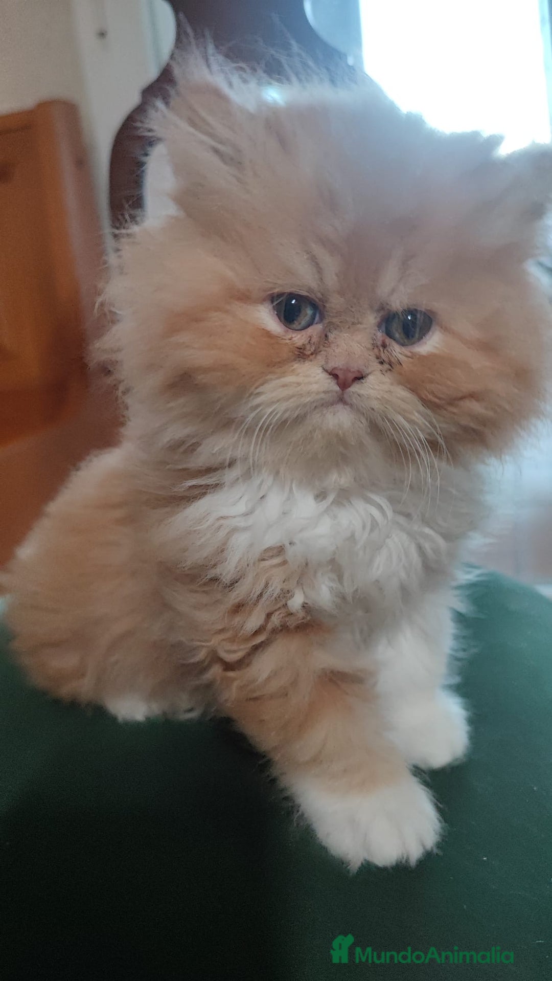 Persa gatos en venta: Precioso persa americano pelirojo  - Anuncio 2