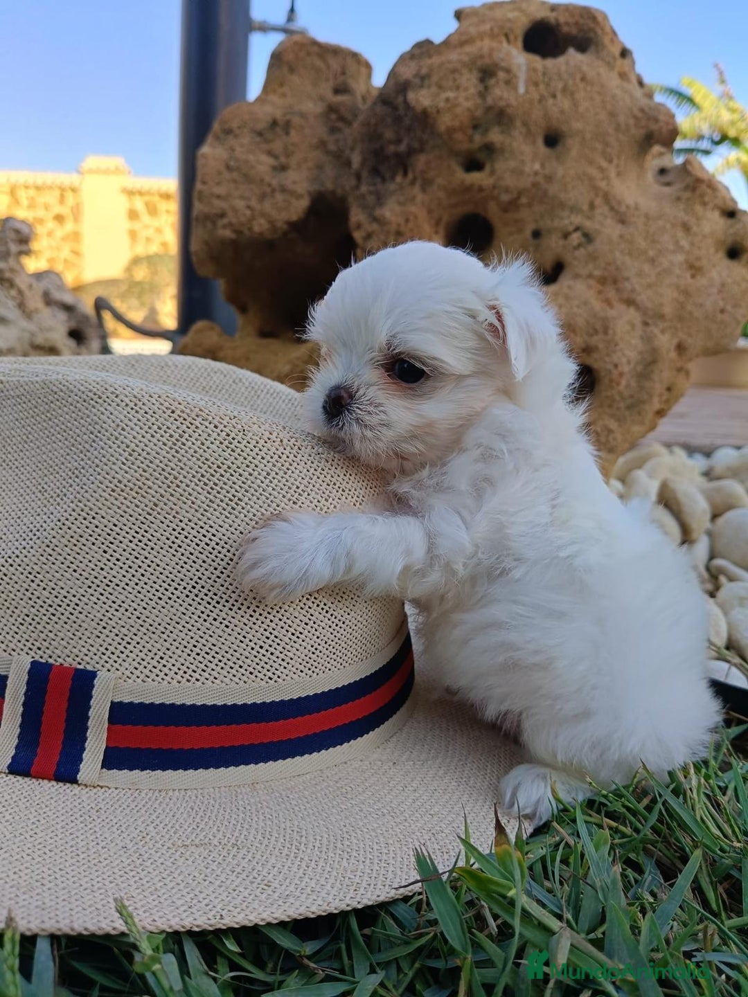 Bichón Maltés perros en venta: BICHON MALTES 600€ - Imagen 1