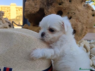Bichón Maltés perros - Anuncio 5