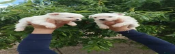 Bichón Maltés perros en venta: BICHÓN MALTES MACHITOS  - Anuncio 2