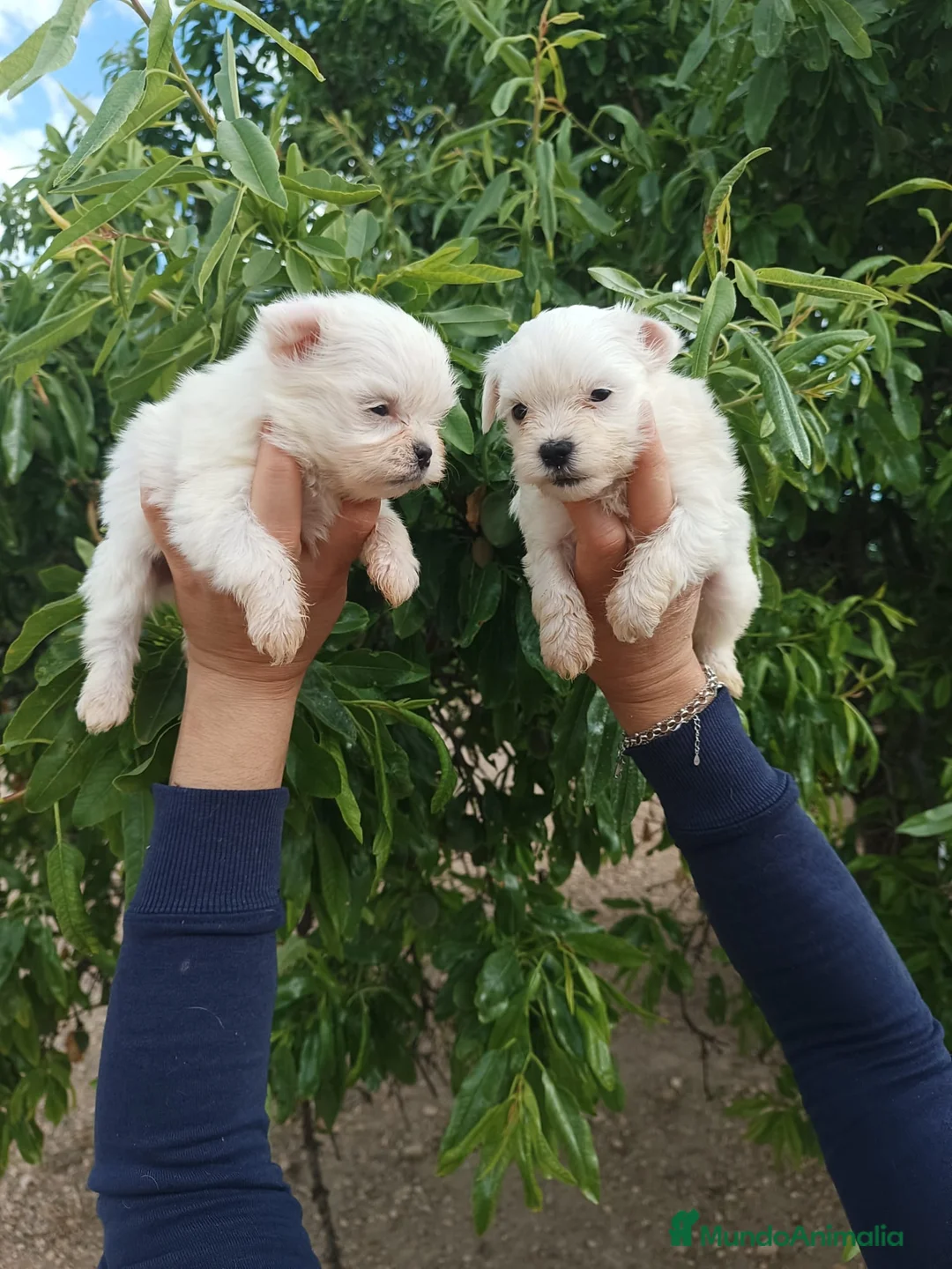 Bichón Maltés perros en venta: BICHÓN MALTES MACHITOS  - Anuncio 2