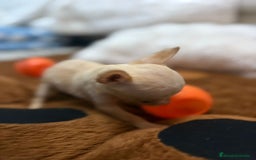 Ratón de Praga perros en venta: Ratón de praga  - Imagen 16