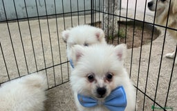 Pomerania perros en venta: Pomerania camada blanco  - Imagen 2