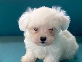 Bichón Maltés perros Bichon Maltes Macho de Mala y Boris 6810 en Barcelona - Anuncio 16
