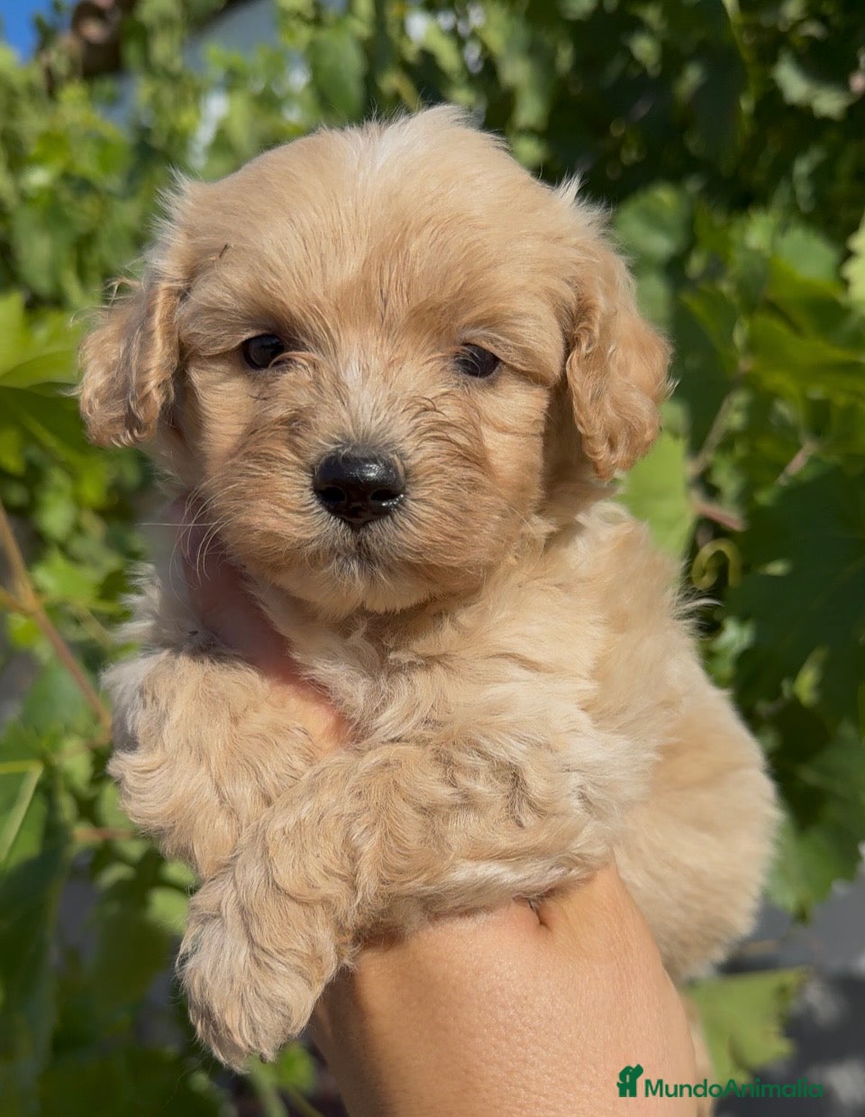 Maltipoo perros Maltipoo - Anuncio 1