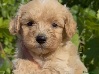 Maltipoo perros Maltipoo - Anuncio 1