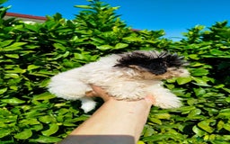 Maltipoo perros en venta: Maltipoo toy  - Imagen 2