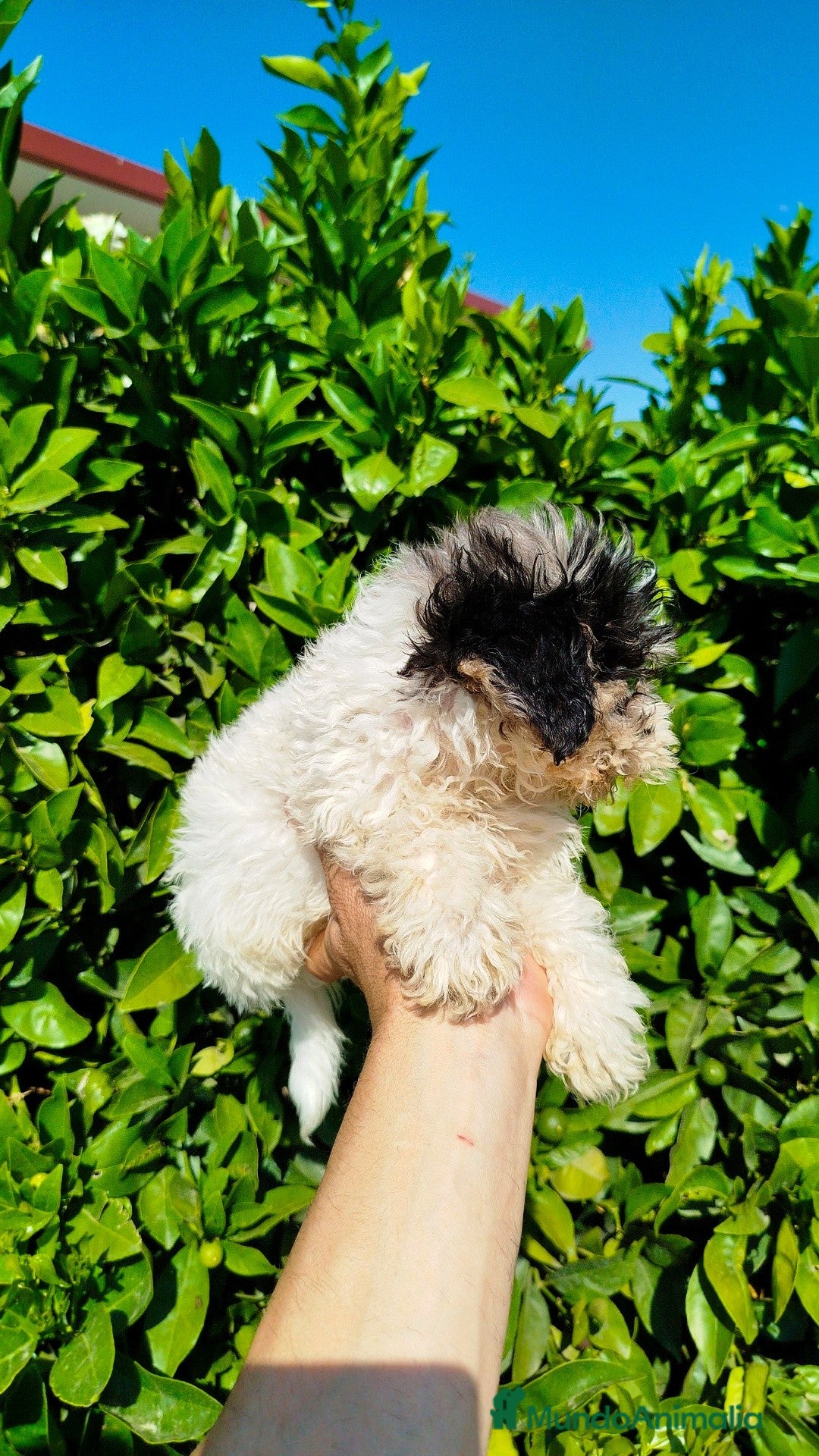 Maltipoo perros en venta: Maltipoo toy  - Imagen 2