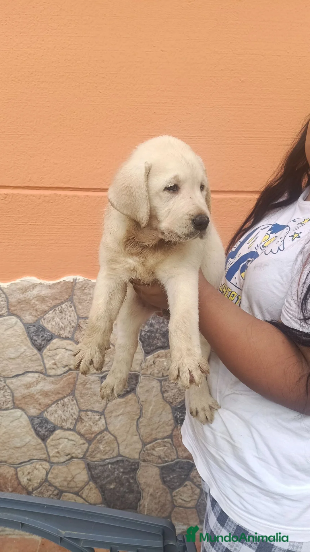 Labrador Retriever perros en venta: Labrador retriever dorado disponible  - Anuncio 7