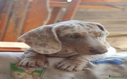 Teckel Miniatura perros en venta: Teckel miniatura Arlequín Isabela - Imagen 1