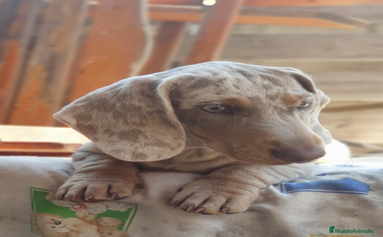 Teckel Miniatura perros - Propaganda 1