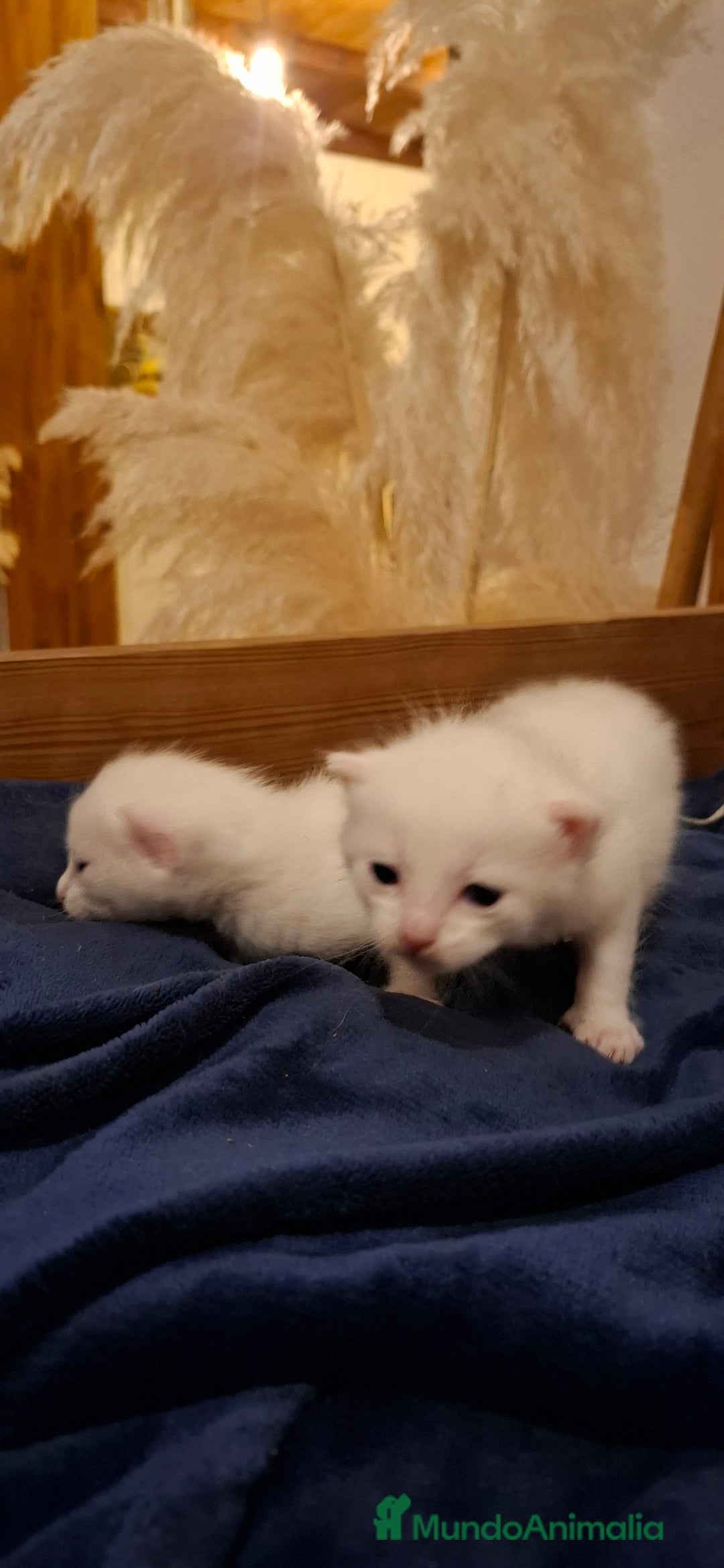 Raza Mixta gatos en venta: Gatitas cruce de Angora y europeo - Anuncio 5