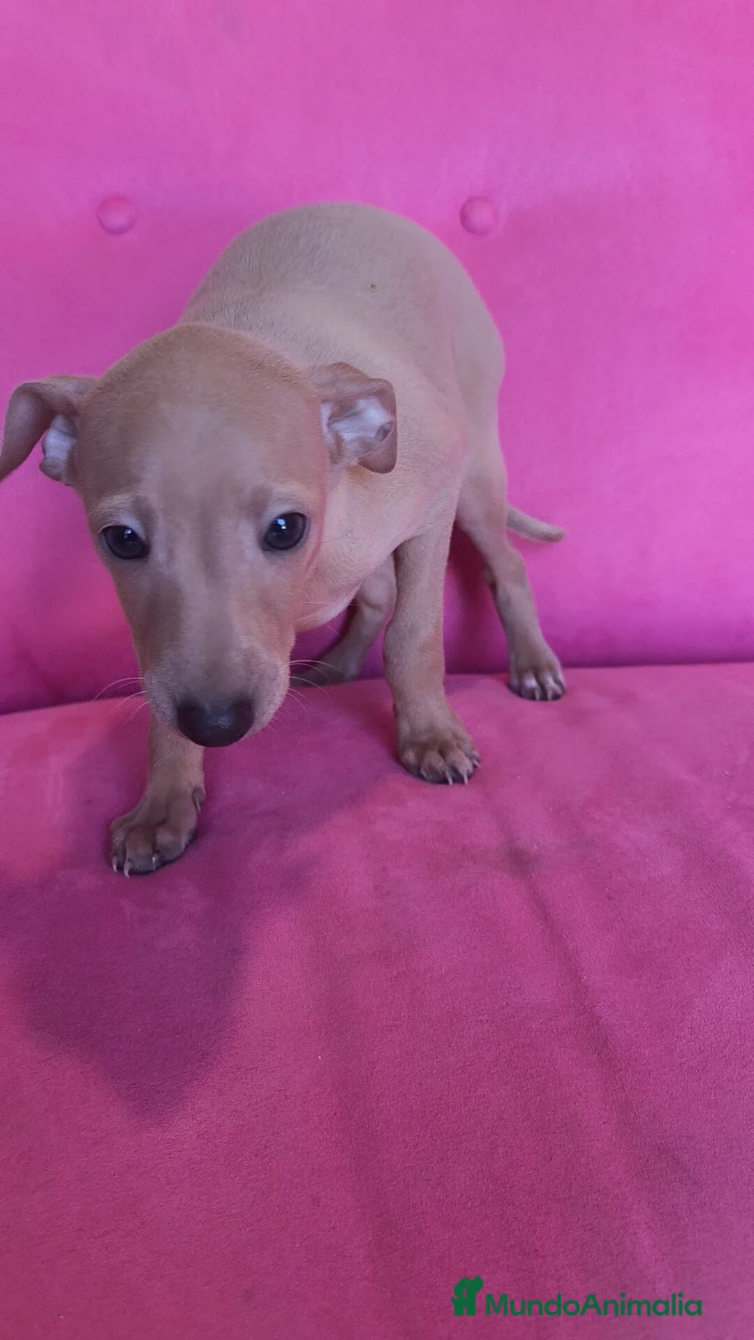 Pequeño Lebrel Italiano perros en venta: Piccolo Galgo Italiano Lebrel - Anuncio 1