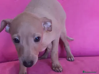 Pequeño Lebrel Italiano perros Piccolo Galgo Italiano Lebrel - Anuncio 5