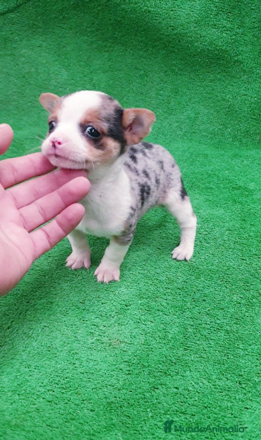 Chihuahua perros en venta: Chihuahuas Toys - Anuncio 1