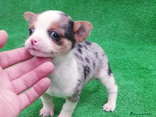 Chihuahua perros Chihuahuas Toys - Anuncio 18