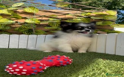 Pomerania perros en venta: POMERANIA MACHO ENVIOS A TODA ESPAÑA - Imagen 14