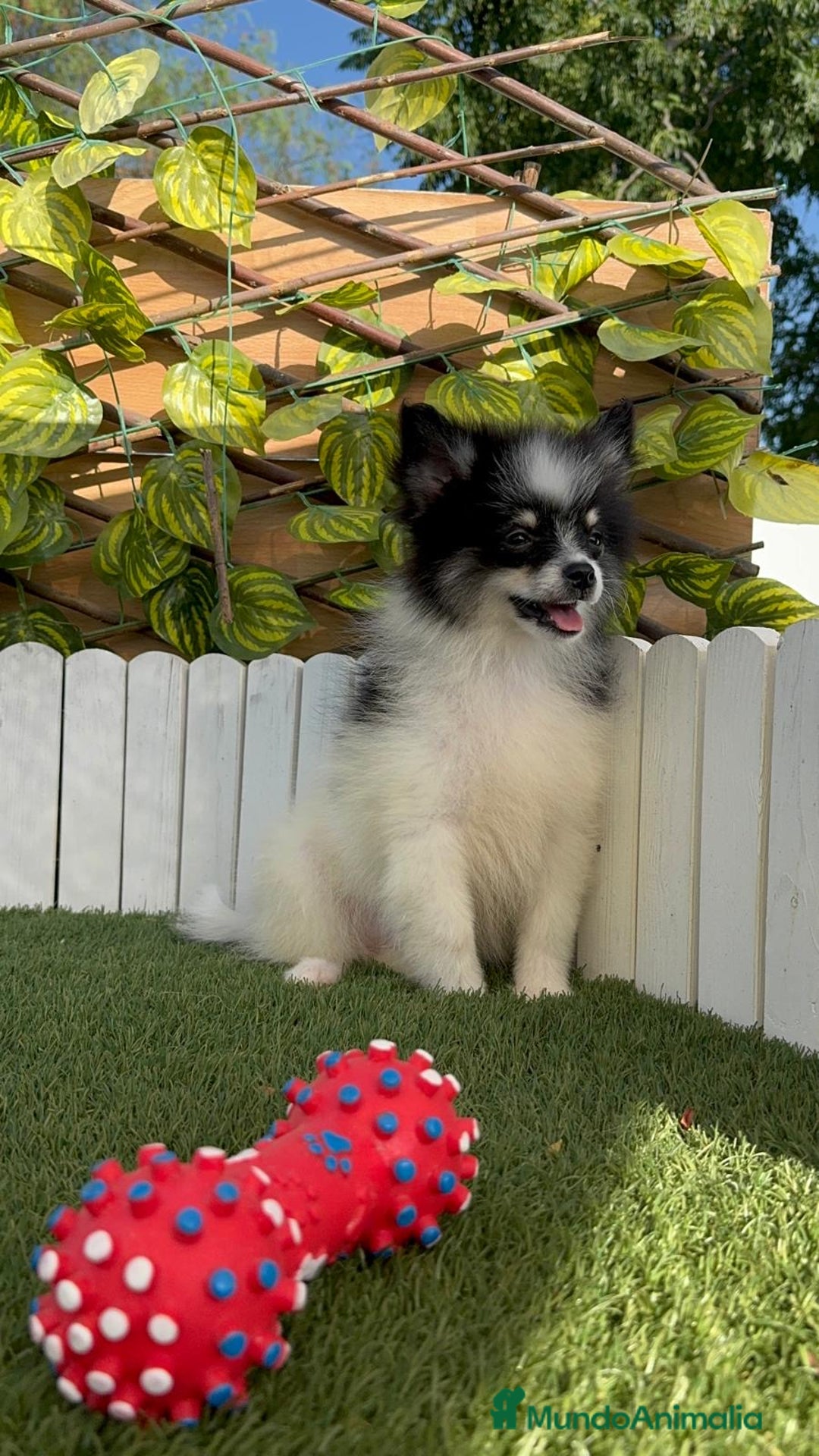 Pomerania perros en venta: POMERANIA MACHO ENVIOS A TODA ESPAÑA - Imagen 14
