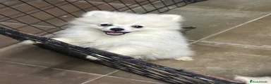 Pomerania 2
