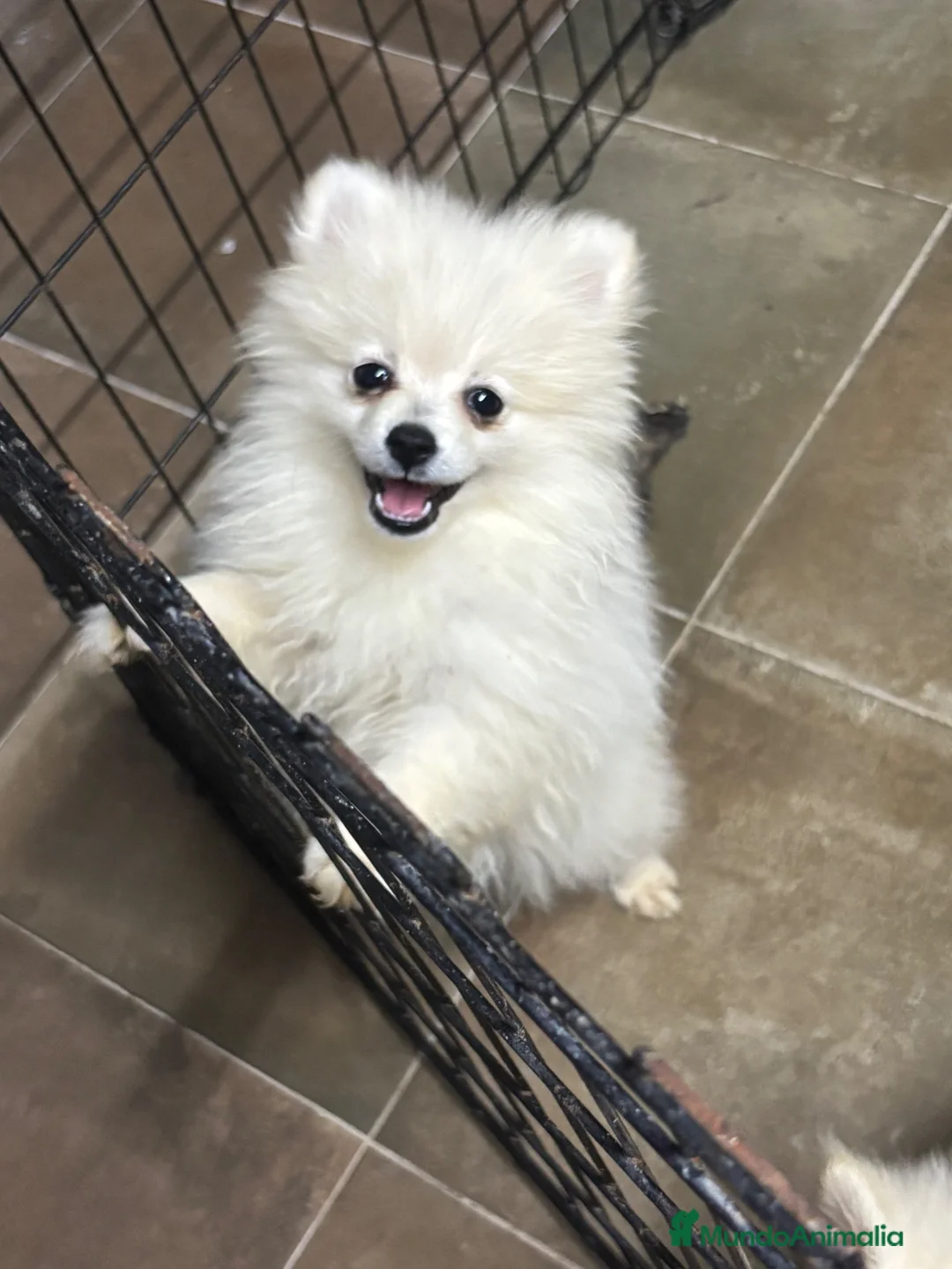 Pomerania perros en venta: Preciosos pomeranias - Anuncio 2
