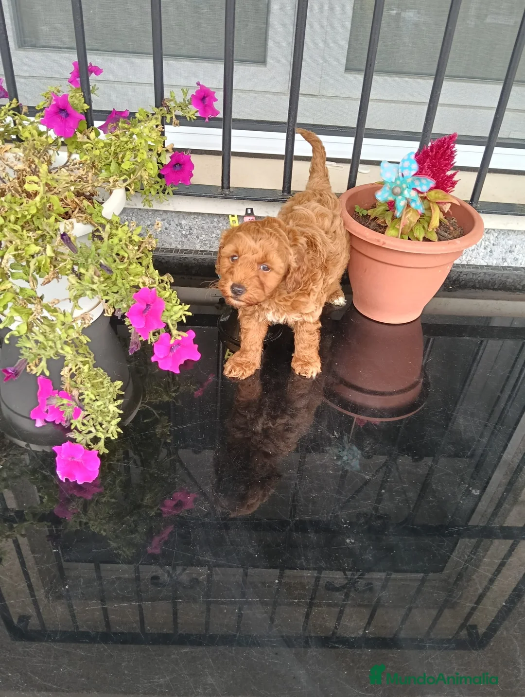 Maltipoo perros en venta: maltipoo en Alicante - Anuncio 1