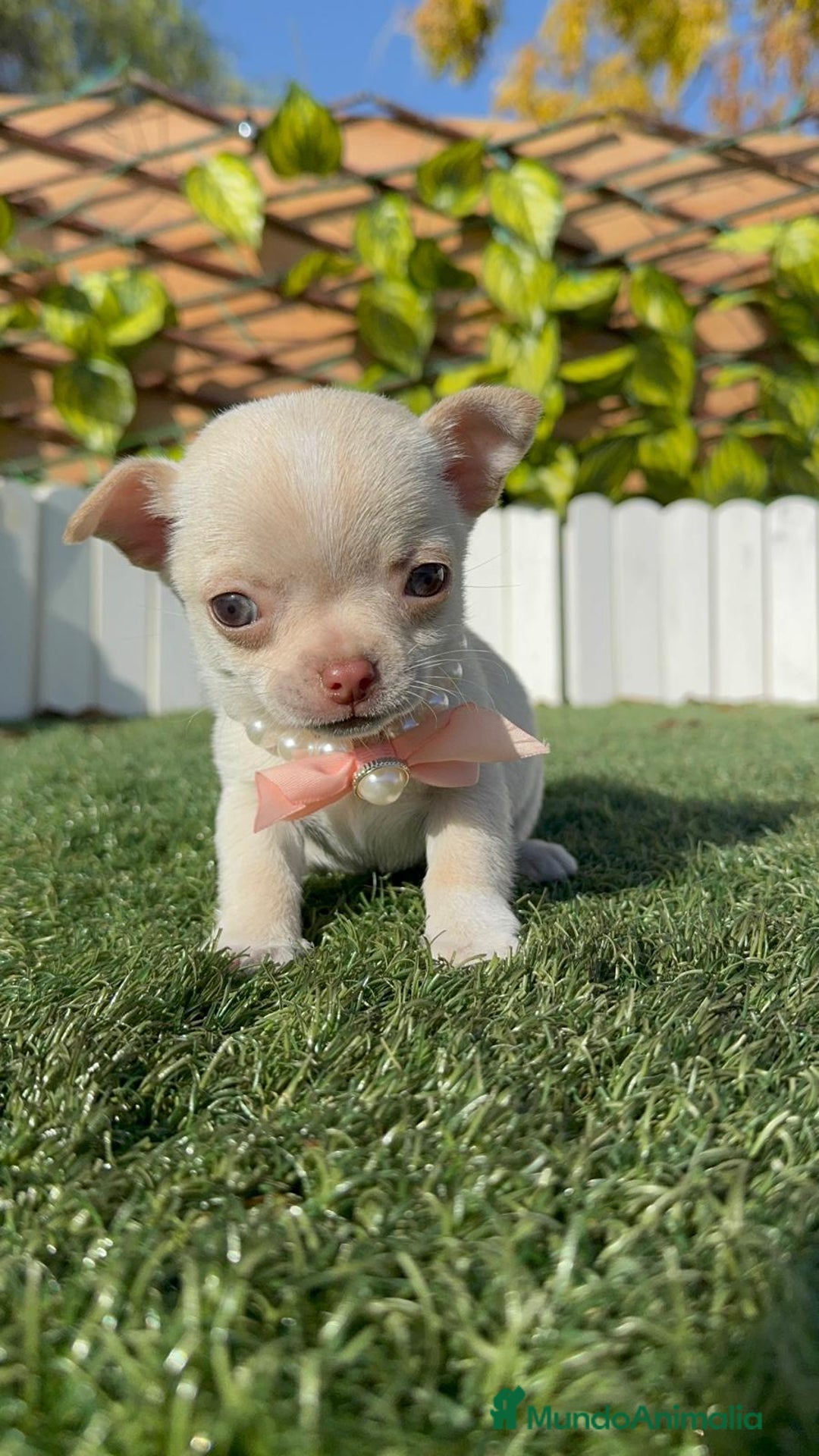 Chihuahua perros en venta: CHIHUAHUA HEMBRA - Anuncio 8