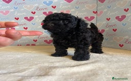 Caniche Toy perros en venta: Caniche toy - Imagen 1