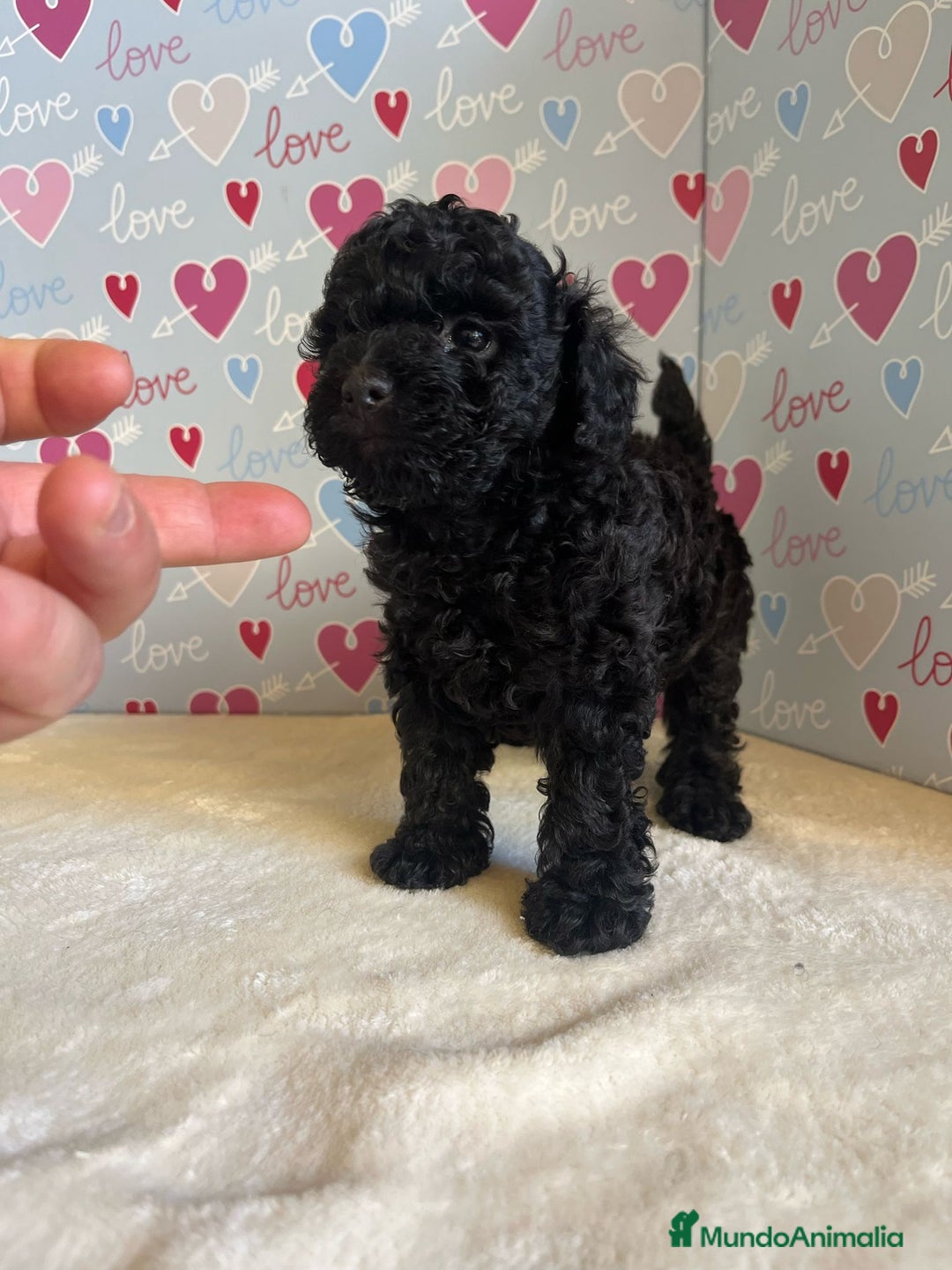 Caniche Toy perros en venta: Caniche toy - Imagen 1