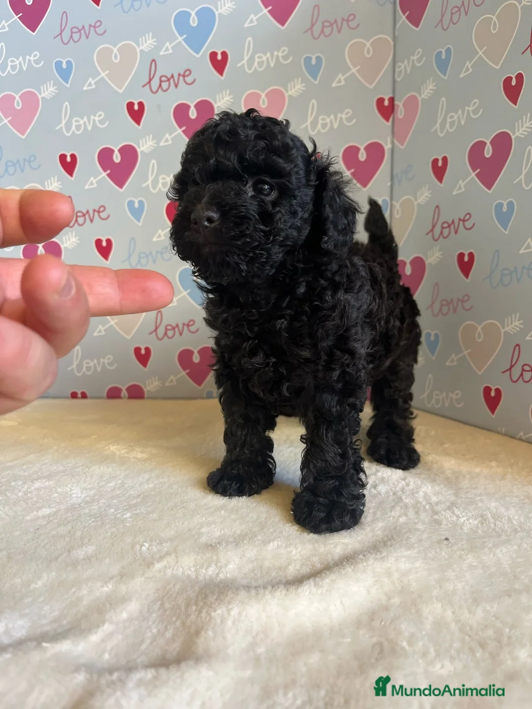 Caniche Toy perros en venta: Caniche toy - Anuncio 1