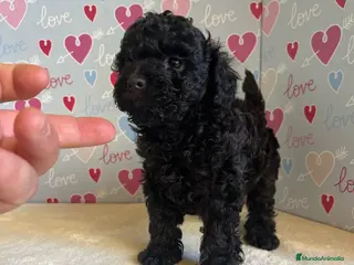 Caniche Toy perros Caniche toy - Anuncio 2