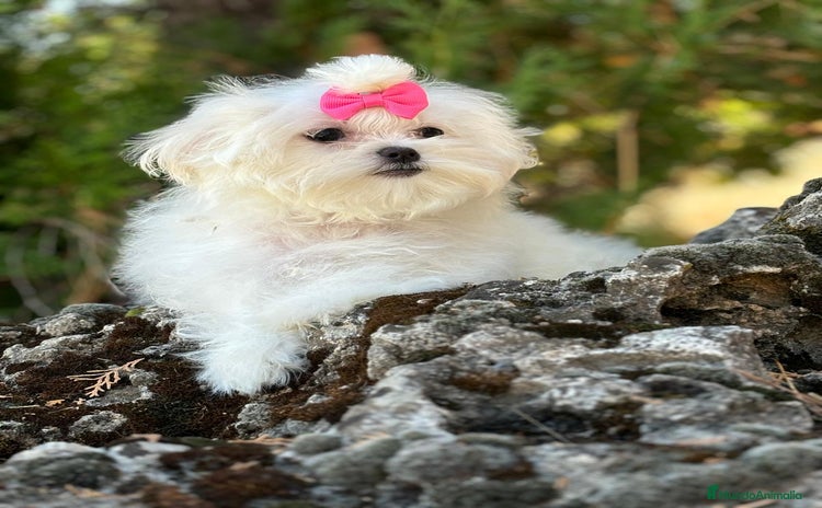 Bichón Maltés perros - Anuncio 1