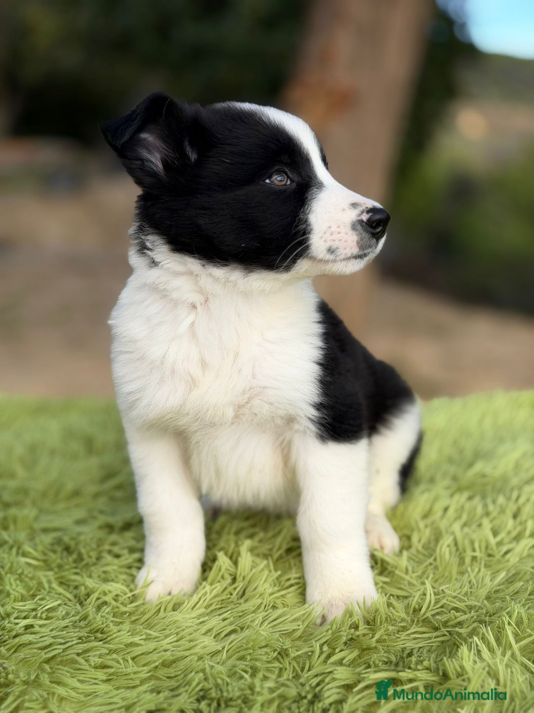 Border Collie perros en venta: Border collie negro y blanco - Anuncio 5